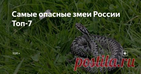 Самые опасные змеи России Топ-7 Доброго времени суток! В прошлой публикации мы рассказали об опасных змеях в мире. Сегодня мы расскажем о ядовитых и опасных змеях, которые водятся на территории России. 7. Жёлтобрюх Желтобрюхов, в принципе, не считают ядовитыми змеями, но их характер достаточно агрессивен. Известны случаи преследования им людей. Если змея чувствует опасность от человека или животного, она начинает шипеть, таким образом, пугая противника. Такой нрав заставля...