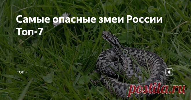 Самые опасные змеи России Топ-7 Доброго времени суток! В прошлой публикации мы рассказали об опасных змеях в мире. Сегодня мы расскажем о ядовитых и опасных змеях, которые водятся на территории России. 7. Жёлтобрюх Желтобрюхов, в принципе, не считают ядовитыми змеями, но их характер достаточно агрессивен. Известны случаи преследования им людей. Если змея чувствует опасность от человека или животного, она начинает шипеть, таким образом, пугая противника. Такой нрав заставля...