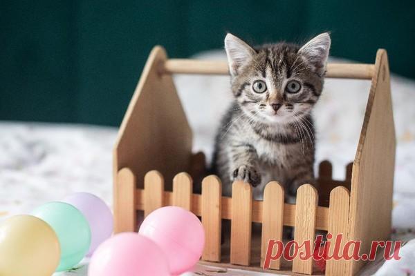 Котёнок Аристотель в самые добрые руки! Москва и МО – Животные ищут дом, пользователь Юлия Бельская | Группы Мой Мир