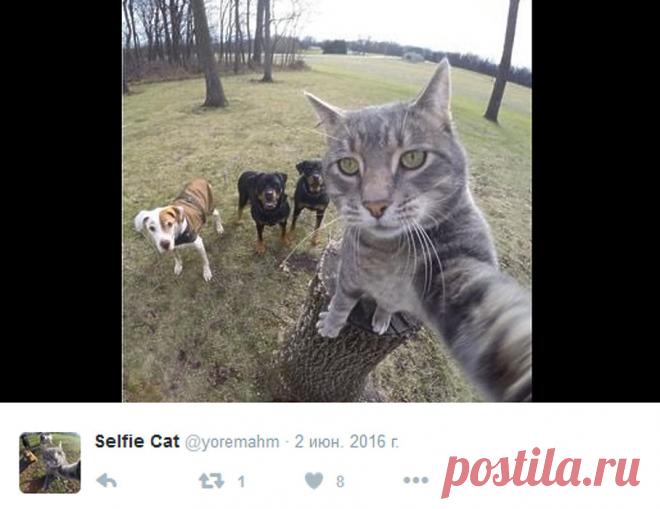 "Себяшки" пушистого блогера: Кот Мэнни взрывает интернет своими селфи