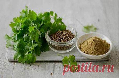 Кориандр (кинза): полезные свойства и рецепты