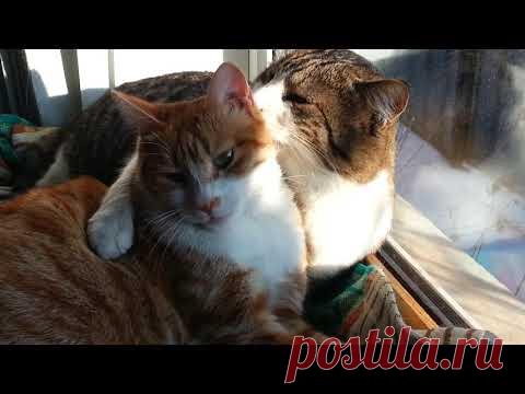 Кошачьи ласки...   ))