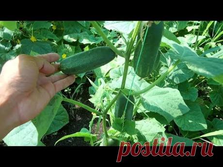 Канал   Используйте эти ПОДСКАЗКИ !  Выращивайте ВКУСНЫЕ огурцы в открытом грунте !