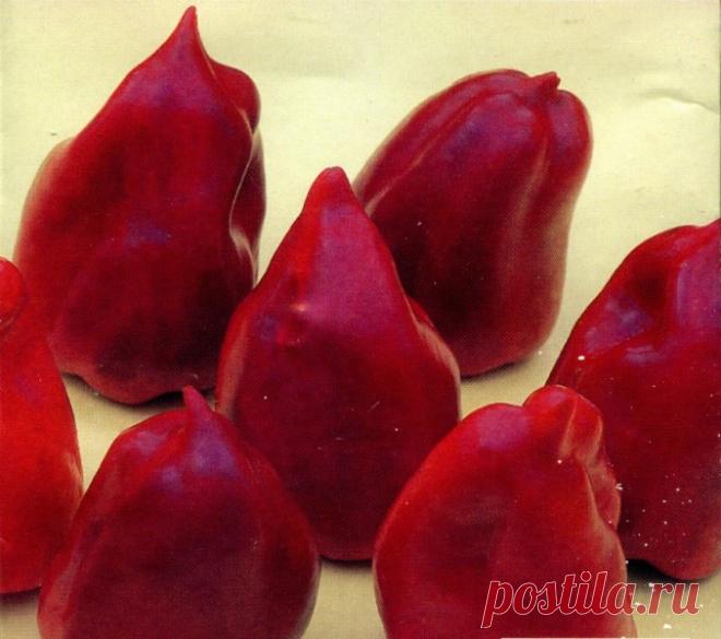 Сорта перца для теплиц из поликарбоната: лучшие, новые, описание, фото, видео