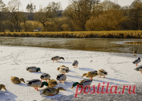 Календарь сезонных работ в саду: декабрь - Planetalsad