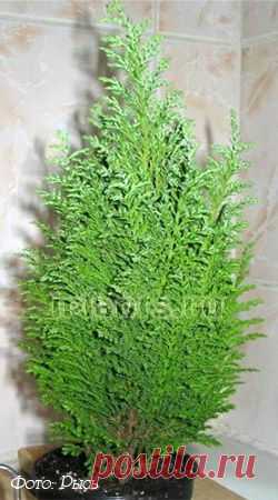 Кипарис Cupressus