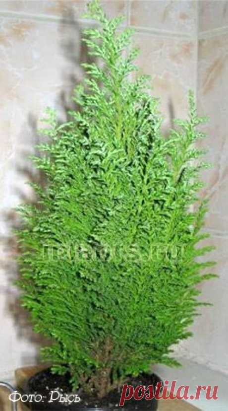 Кипарис Cupressus