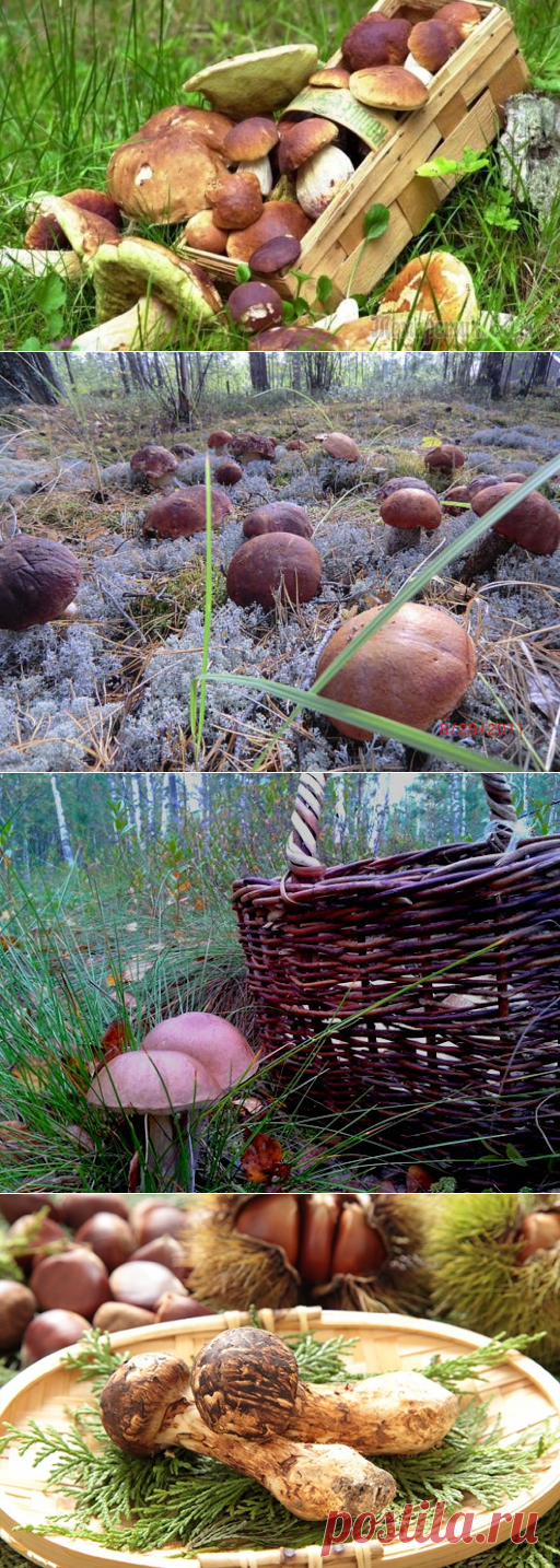 Лучшие грибные места мира. Грибные путешествия и тематические фестивали - что может быть лучше для заядлого грибника и путешественника!