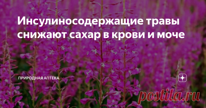 Инсулиносодержащие травы снижают сахар в крови и моче Чтобы ликвидировать имеющиеся нарушения, пагубно влияющие на поджелудочную железу, необходимо стремиться к сохранению водно-солевого равновесия в организме, принимая свежие растительные соки из листьев одуванчика, подорожника, цикория, таволги, иван-чая в смеси со свежим рисовым отваром.
Иван-чай
Это обусловлено тем, что свежие растительные соки действуют эффективнее, чем настои сушеного сырья,