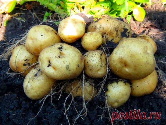 Импала картофель отзывы вкус Огород без хлопот - информационный сайт для дачников, садоводов и огородников.