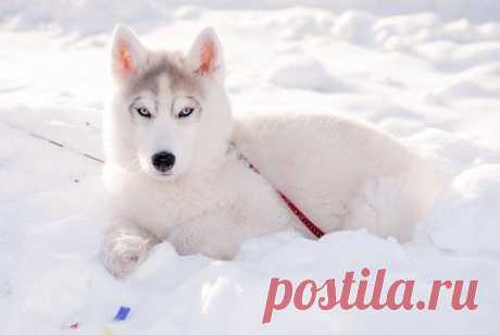 Вика╰⊰♥♥⊱╮ Виктория
Вот Она.....самая красивая собака на свете!!!♥♥♥...&quot;Хаски&quot;