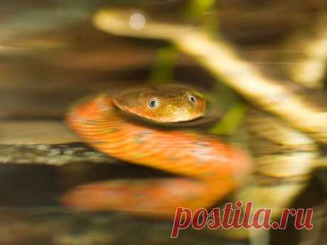 BEAUTY OF WILDLIFE