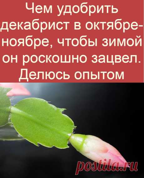 Чем удобрить декабрист в октябре-ноябре, чтобы зимой он роскошно зацвел. Делюсь опытом