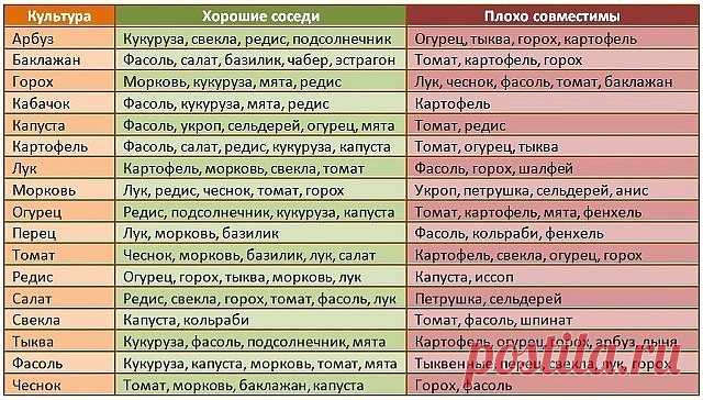 После появления всходов в фазе 3-4 листочков огурцы нужно обработать следующим составом:
в ведро воды добавить 30 капель йода,
20 г хозяйственного мыла и литр молока.
Опрыскивание таким составом можно проводить примерно через каждые 10 дней: 14 июня, 26 июня, 7 июля, 19 июня, 1, 11, 25 августа и 7 сентября. Этот состав охраняет огурцы от всех заболеваний и он безвреден, в отличие от химических средств.
А от мучнистой росы-распылять на огурцы творожной сывороткой.