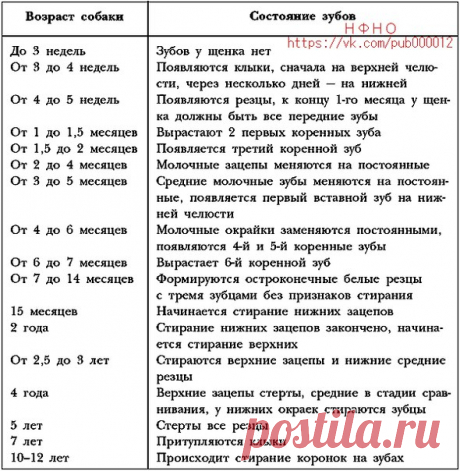 Немецкая овчарка - собака моей мечты