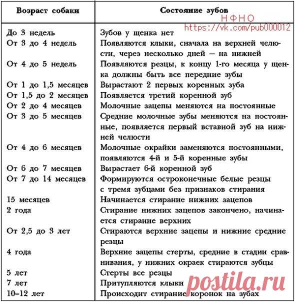 Немецкая овчарка - собака моей мечты