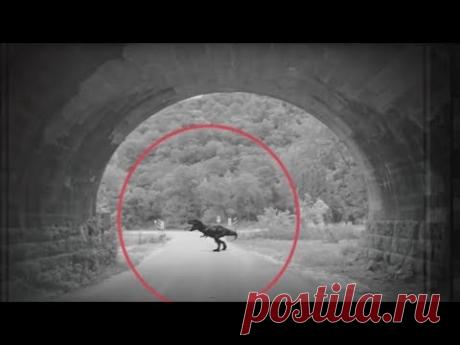 ТОП 5 &quot;РЕАЛЬНО&quot; СНЯТЫХ ДИНОЗАВРОВ НА КАМЕРУ - YouTube