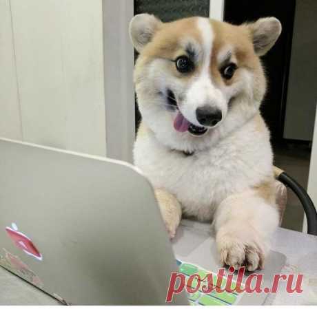 Их фотографии работают не хуже, чем самое лучшее успокоительное