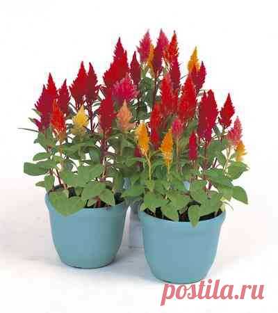 целозия фото цветов: 3 тыс изображений найдено в Яндекс.Картинках