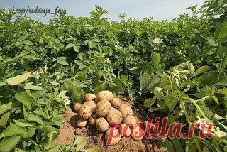 ПОЛНОЕ СОБРАНИЕ ДАЧНЫХ ХИТРОСТЕЙ ДЛЯ САДОВОДОВ И ОГОРОДНИКОВ!
