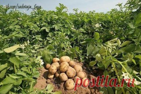 ПОЛНОЕ СОБРАНИЕ ДАЧНЫХ ХИТРОСТЕЙ ДЛЯ САДОВОДОВ И ОГОРОДНИКОВ!