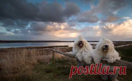 Сара и Софи / Григорий Манёв / Моя Планета