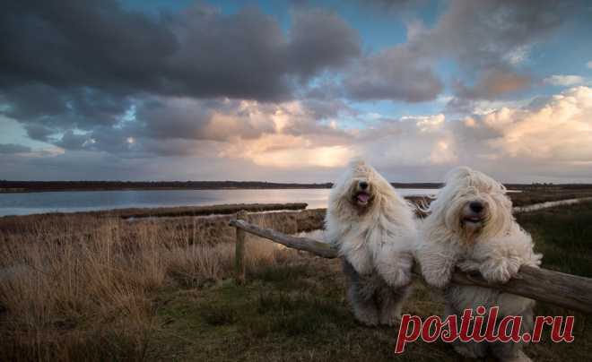 Сара и Софи / Григорий Манёв / Моя Планета