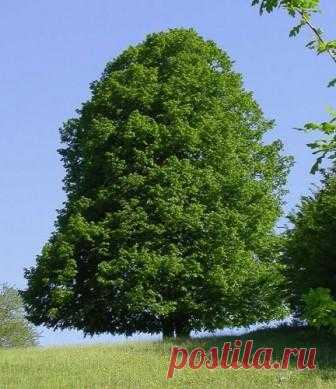 Липа сердцевидная (лат. Tilia cordata) | Рецепты народной медицины