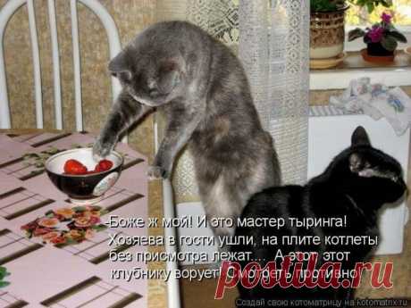 (+1) - Завели мы в квартире кота, но не ради усов и хвоста)) | ОБОРЖАКА ;)