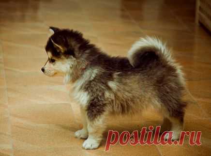 Помесь шпица и хаски. Помесь хаски и померанского шпица - FB.ru