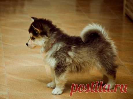 Помесь шпица и хаски. Помесь хаски и померанского шпица - FB.ru