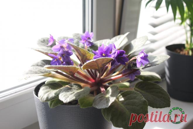 7 частых ошибок, которые губят ваши комнатные растения | Огород на подоконнике | Яндекс Дзен