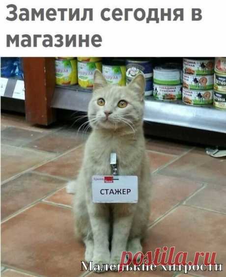 Это самый милый стажер из всех, что я видел!