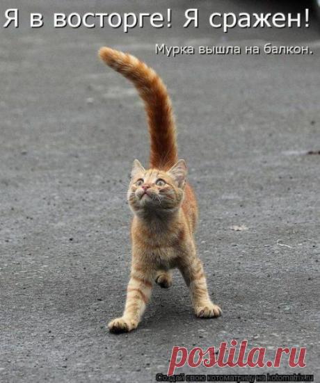 Лучшие котоматрицы недели (35 фото)