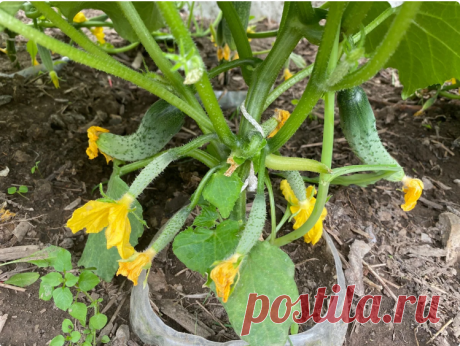 Просто прищипнув два листа, я получаю много новых завязей на огурцах. Какие листья я прищипываю, чтобы получить много новых завязей на огурцах
