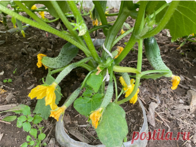 Просто прищипнув два листа, я получаю много новых завязей на огурцах. Какие листья я прищипываю, чтобы получить много новых завязей на огурцах