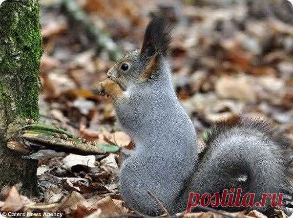 МИР ПОЗДРАВЛЕНИЙ И ОТКРЫТОК...
Лариса Щербакова (Кузнецова)