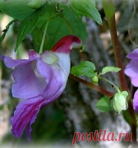Pinterest