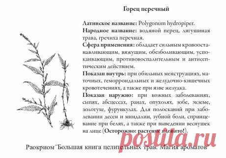 Горец перечный
