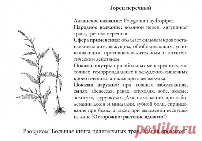 Горец перечный