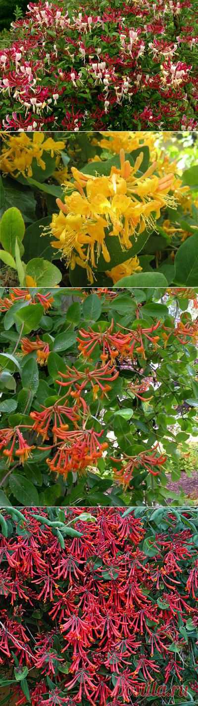 жимолость брауна: 374 изображения найдено в Яндекс.Картинках