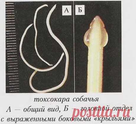 ТОКСОКАРОЗ.