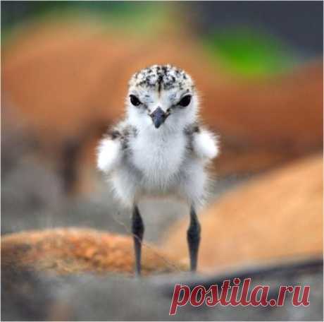 Умилительные зверята - Вдохновение / Surfingbird - мы делаем интернет лучше