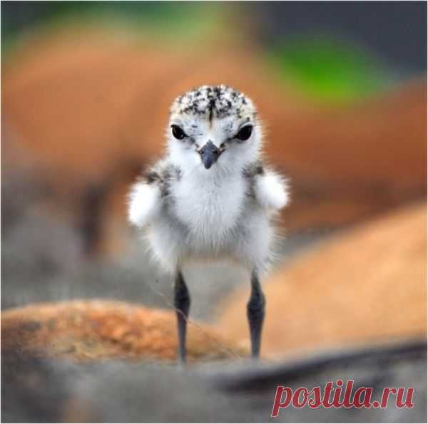 Умилительные зверята - Вдохновение / Surfingbird - мы делаем интернет лучше