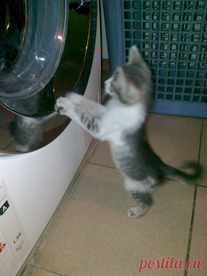 Любопытство!)