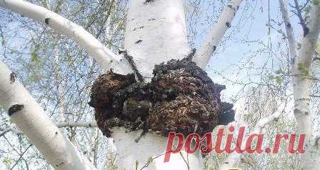 Собираем грибы | Я и дача | Яндекс Дзен