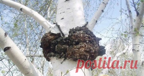 Собираем грибы | Я и дача | Яндекс Дзен