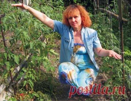 Мои любимые томаты