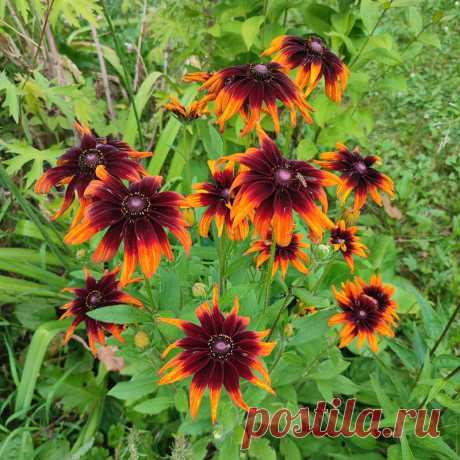 Многолетний садовый цветок Гайлардия (Gaillardia). Многолетнее травянистое растение с ланцетовидными опушенными листьями и красочными соцветиями-корзинками оранжево-коричневых тонов.

Основные виды
Современные сложные гибриды объединены под названием г.гибридная, или садовая (G.hybrida). Растение 50-80 см высотой, стебли и листья густо опушены, прикорневые листья образуют розетку, стебель заканчивается желтой, желто-оранжевой или красно-желтой корзинкой.