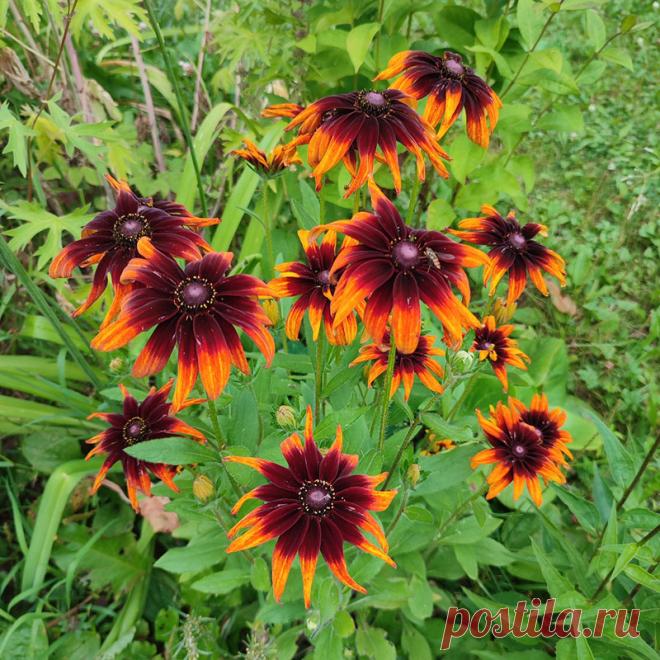 Многолетний садовый цветок Гайлардия (Gaillardia). Многолетнее травянистое растение с ланцетовидными опушенными листьями и красочными соцветиями-корзинками оранжево-коричневых тонов.

Основные виды
Современные сложные гибриды объединены под названием г.гибридная, или садовая (G.hybrida). Растение 50-80 см высотой, стебли и листья густо опушены, прикорневые листья образуют розетку, стебель заканчивается желтой, желто-оранжевой или красно-желтой корзинкой.